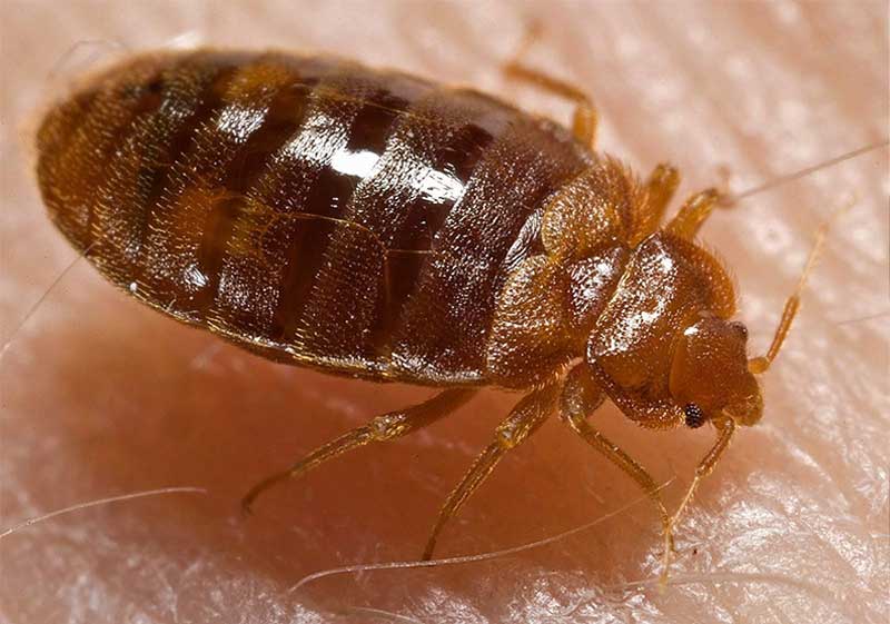 Bed-Bugs-DE